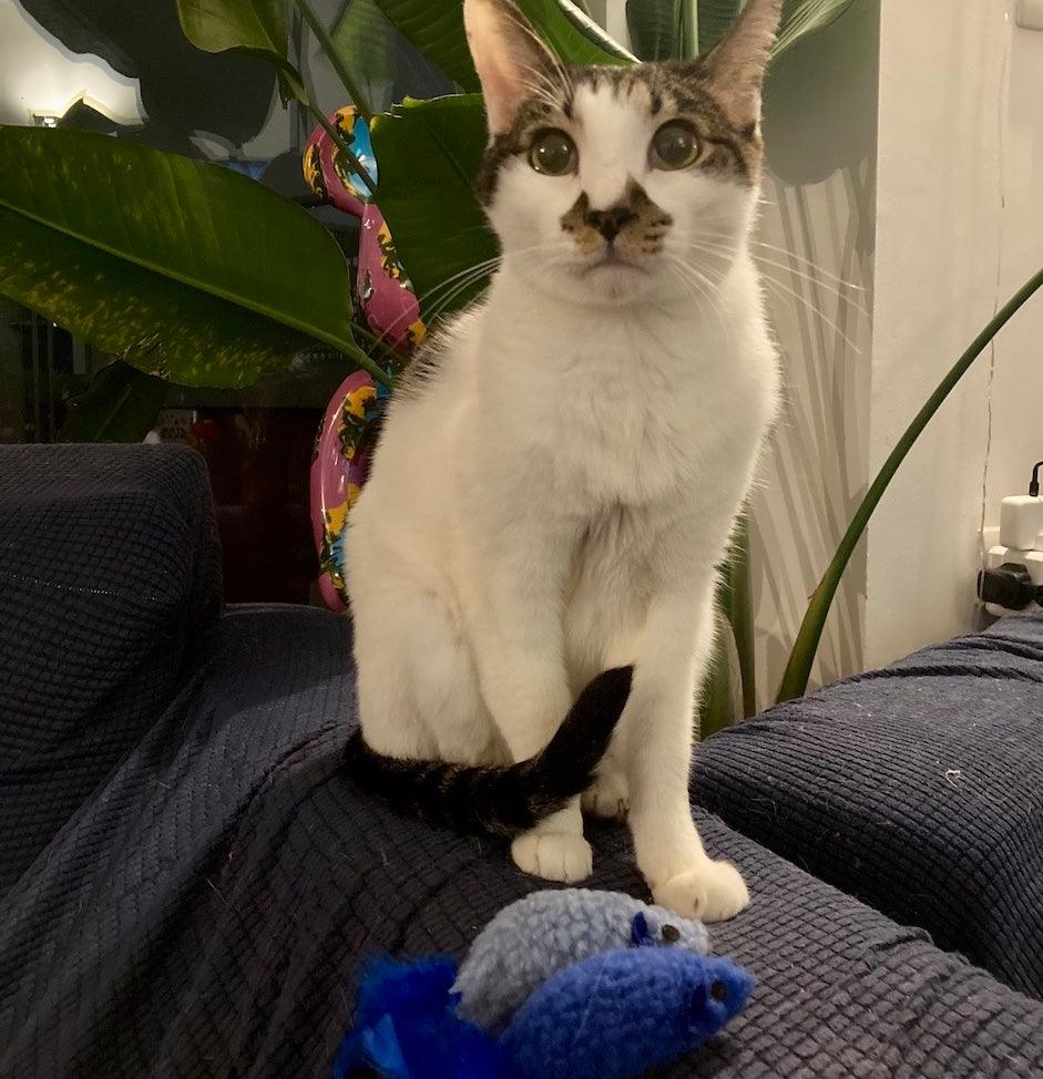 Petio 2 Furry Mouses Cat Toy with Sound (Blue Toy Range) - Image 6