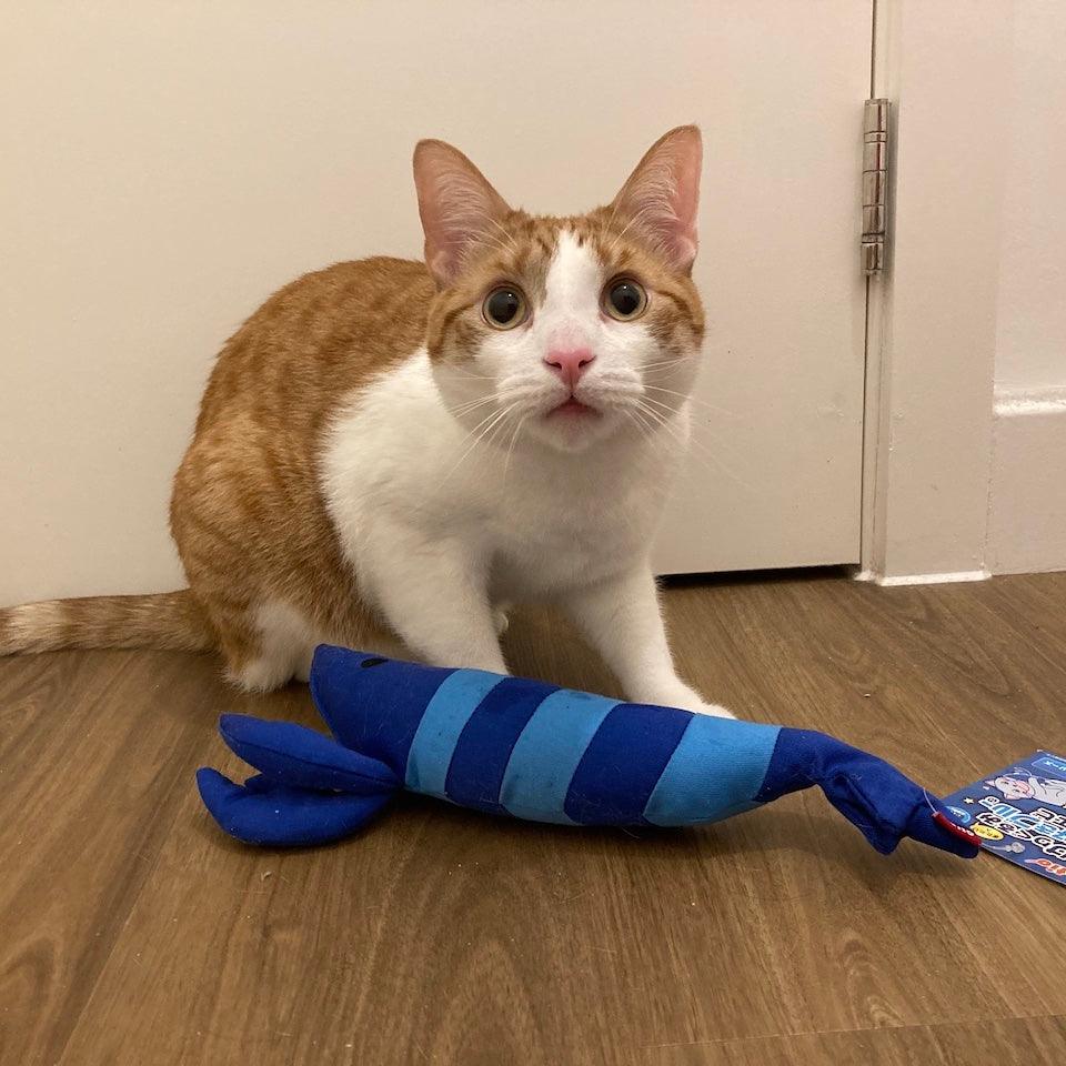 Petio Lobster Catnip Kicking Toy (Blue Toy Range) - Image 3
