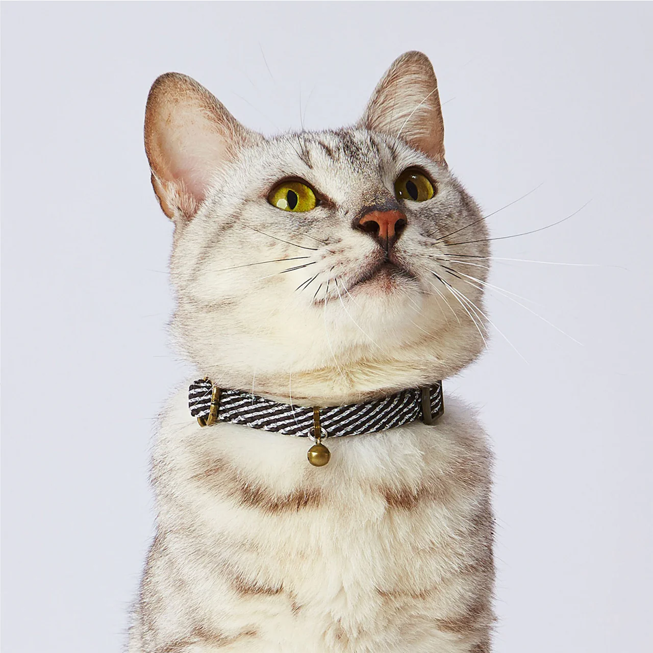 Petio Reflective Cat Collar - Image 8
